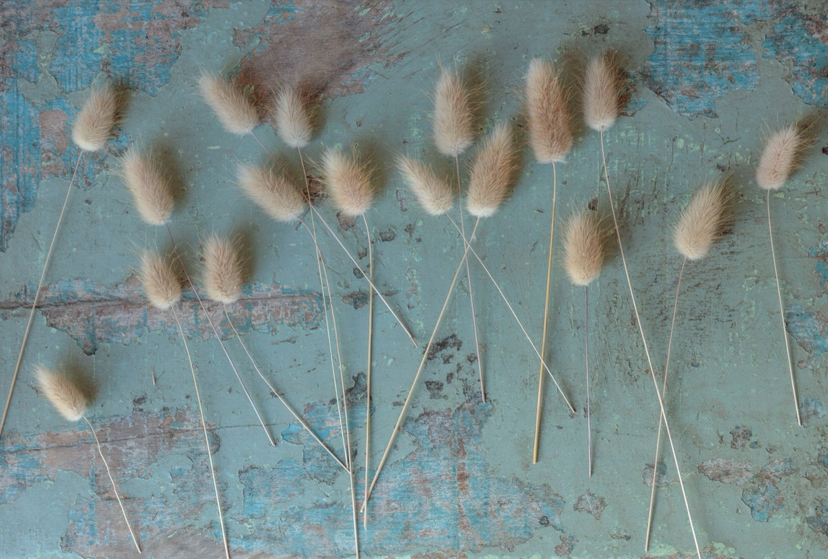 Seed collection – photograph 2 of 16 by Clive Nichols