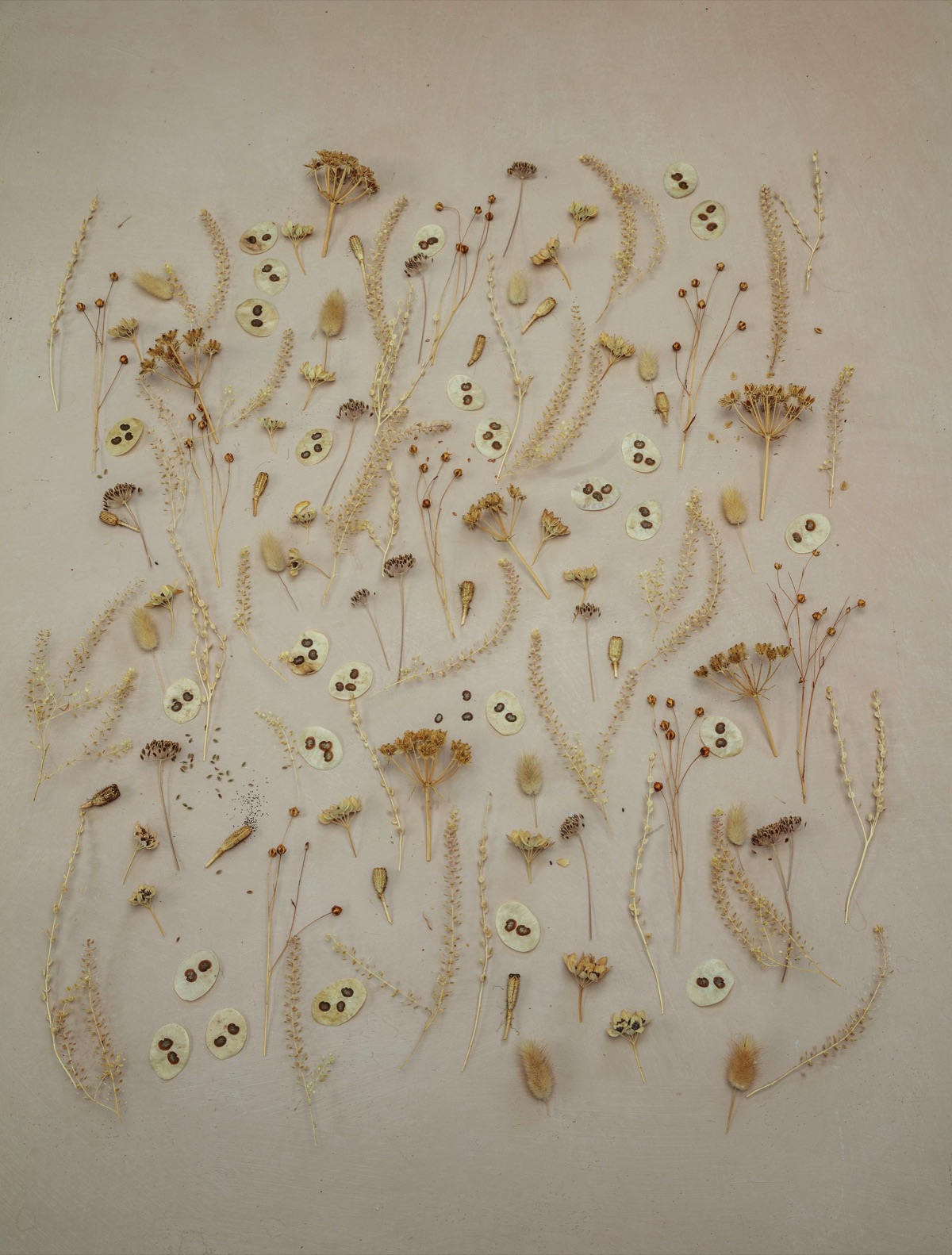 Seed heads and pods laid out on a pale board
