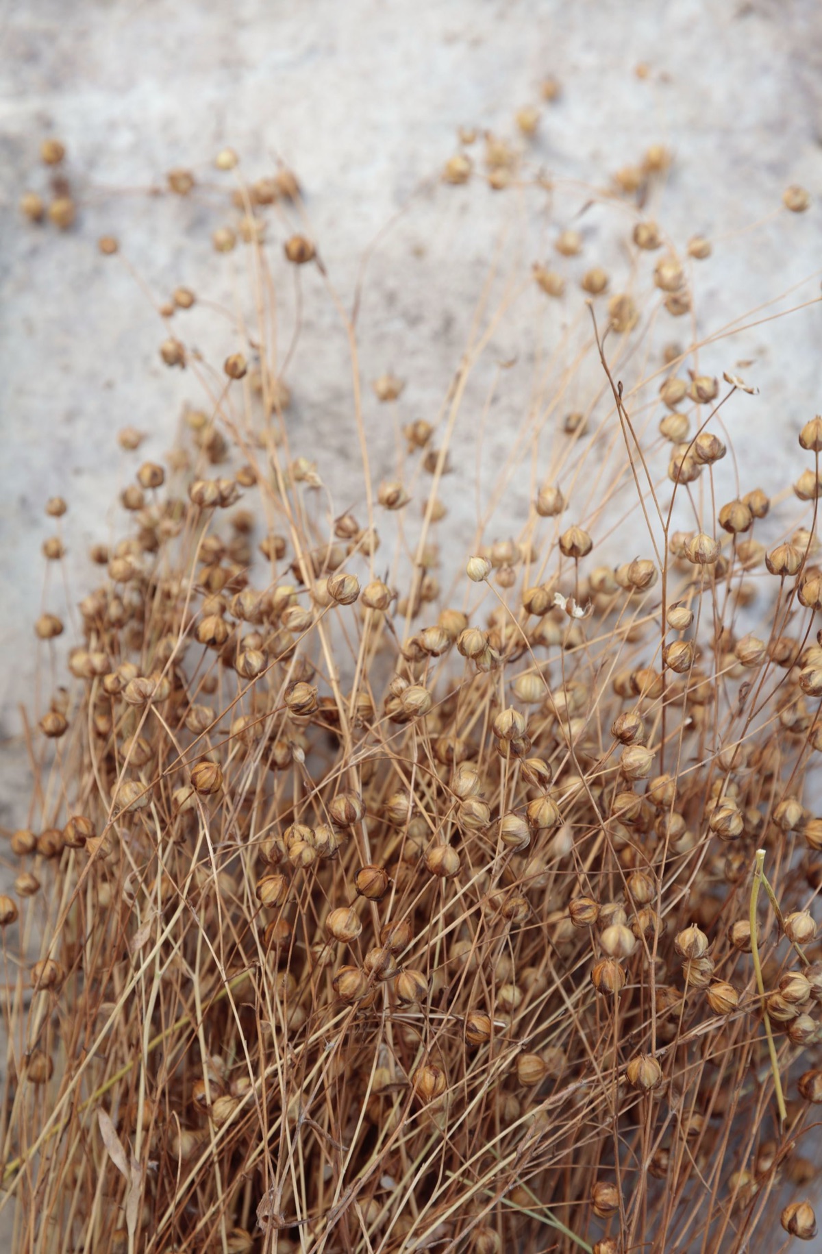 Seed collection – photograph 5 of 16 by Clive Nichols