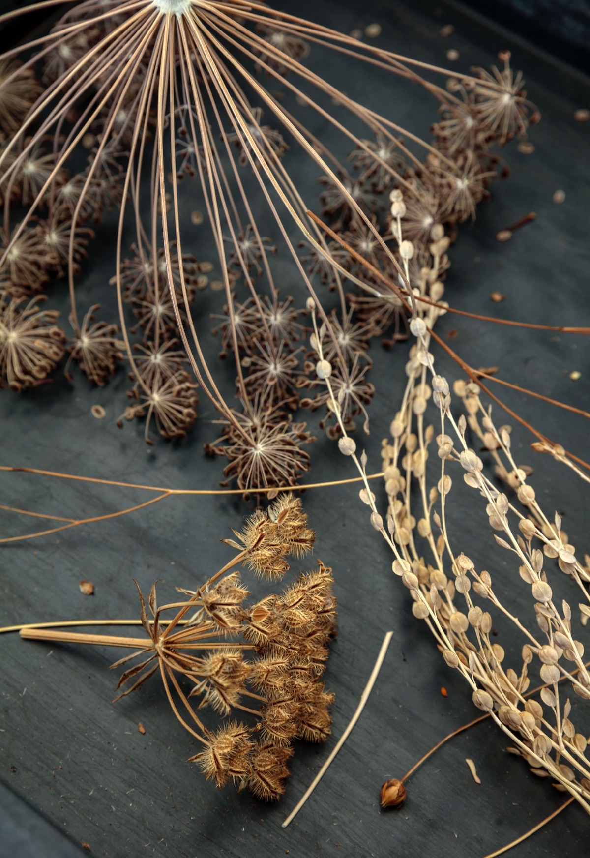 Seed collection – photograph 9 of 16 by Clive Nichols
