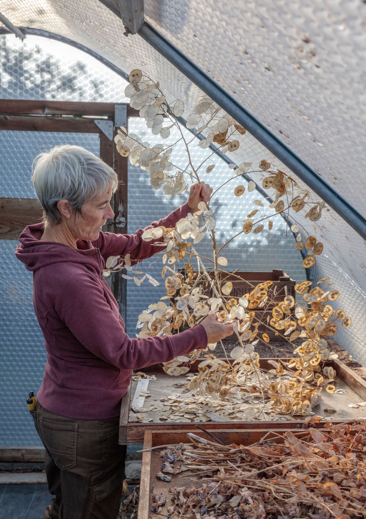 Seed collection – photograph 13 of 16 by Clive Nichols