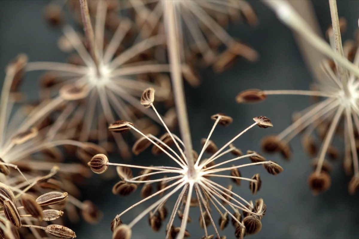 Capturing the autumn ritual of collecting seed from flowers grown at Green & Gorgeous, a cut flower farm in rural Oxfordshire.