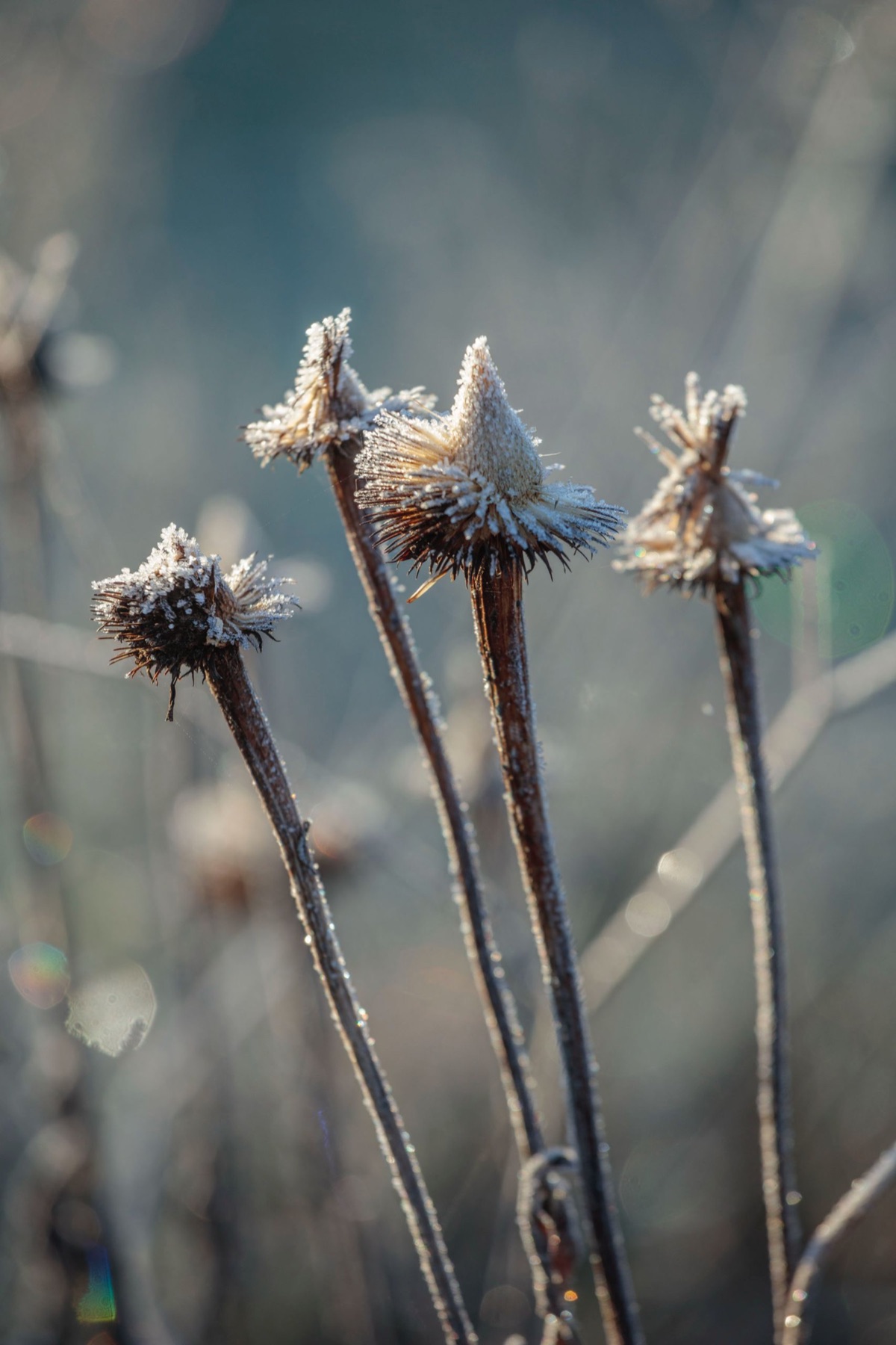Silver Street Farm – photograph 4 of 23 by Clive Nichols