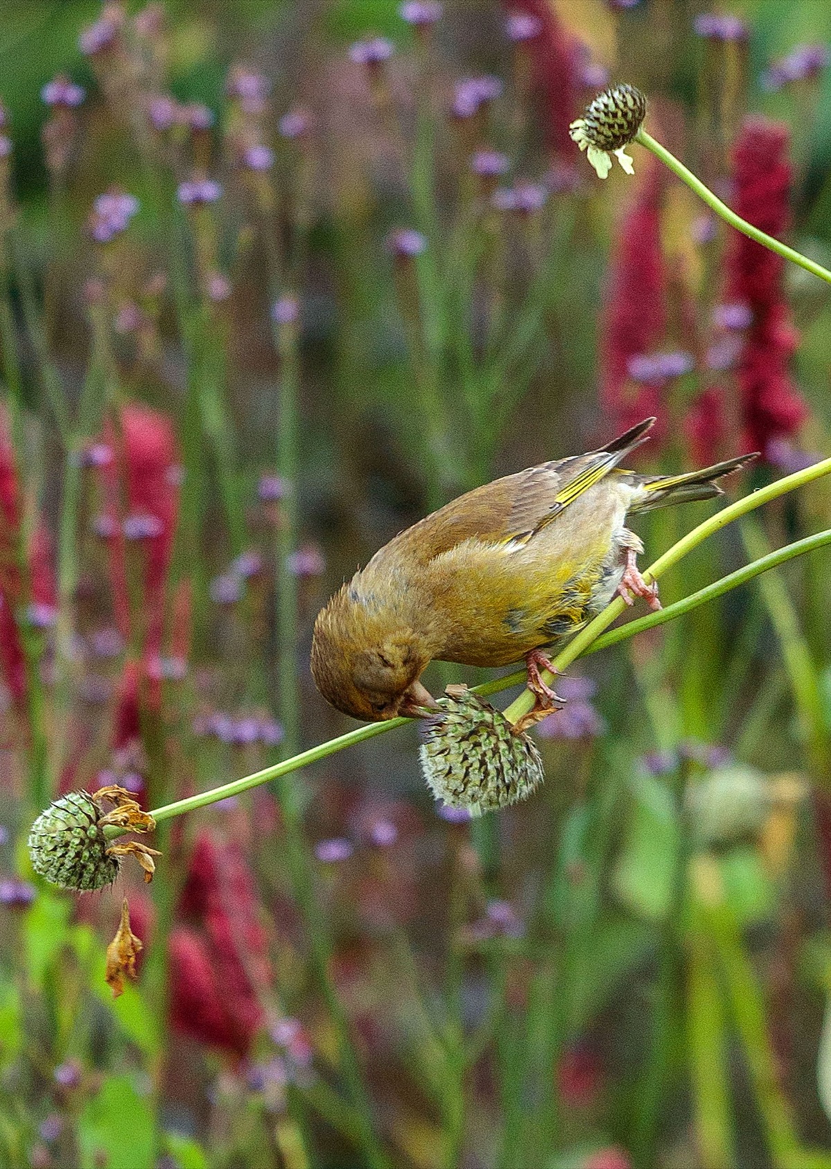 Silver Street Farm – photograph 20 of 23 by Clive Nichols
