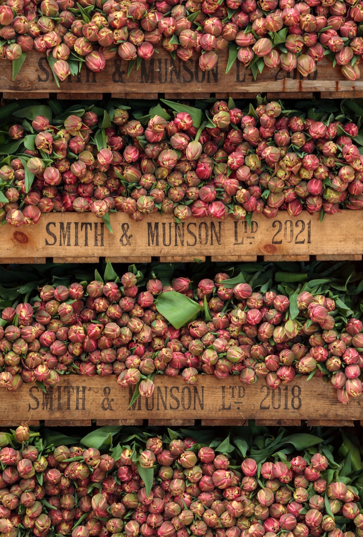 Crates of tulip bulbs stamped Smith & Munson
