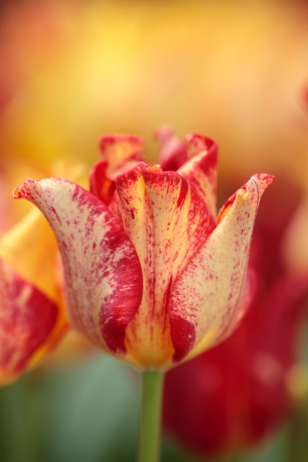 A red and yellow parrot tulip, close