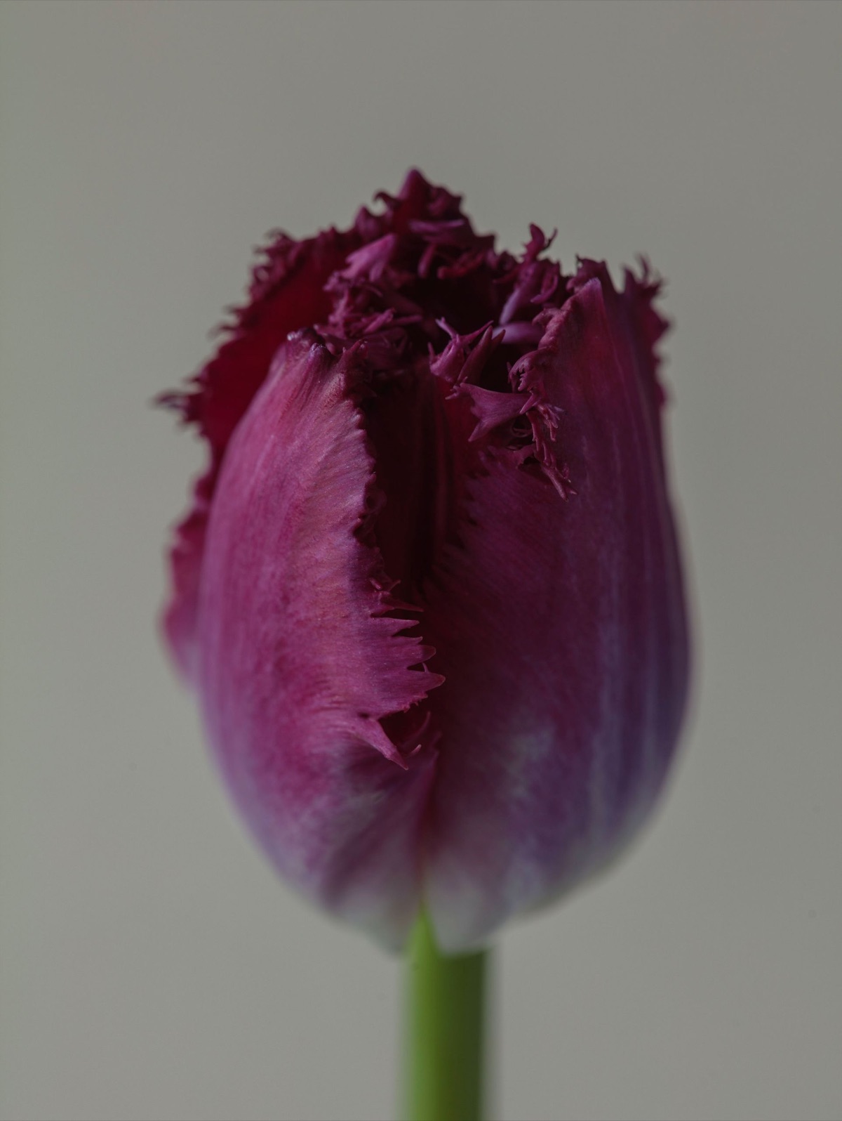 A fringed plum tulip against a pale ground