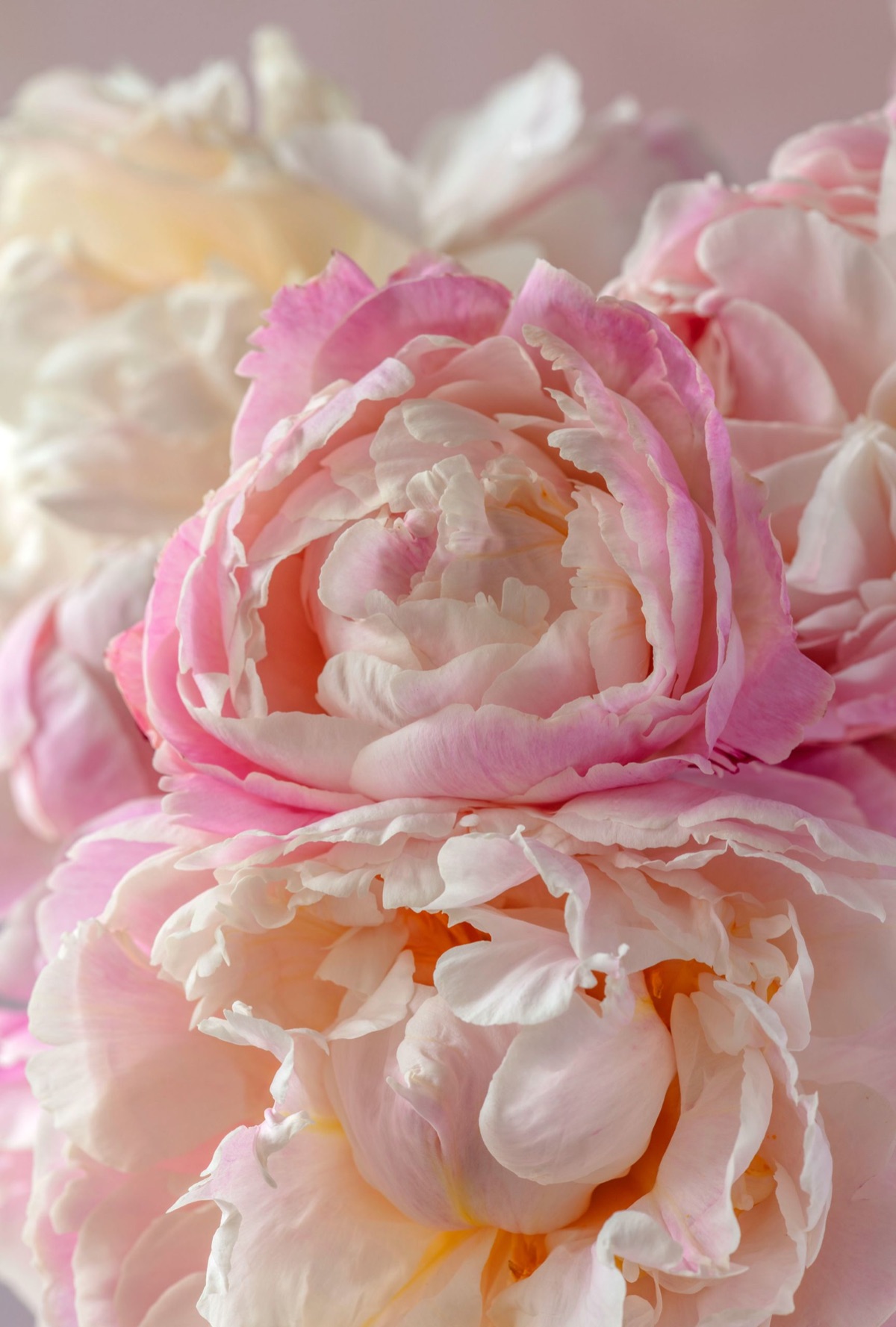 Blush peonies, close