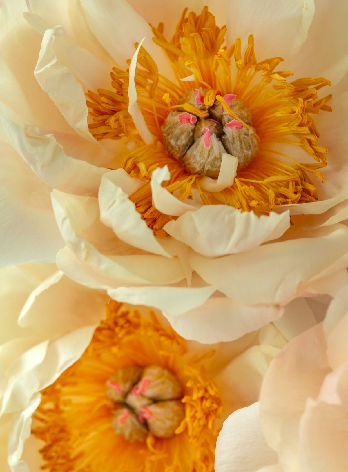 A yellow peony with a butterfly