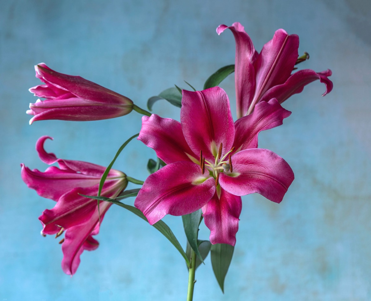 Pink lilies against a washed blue ground
