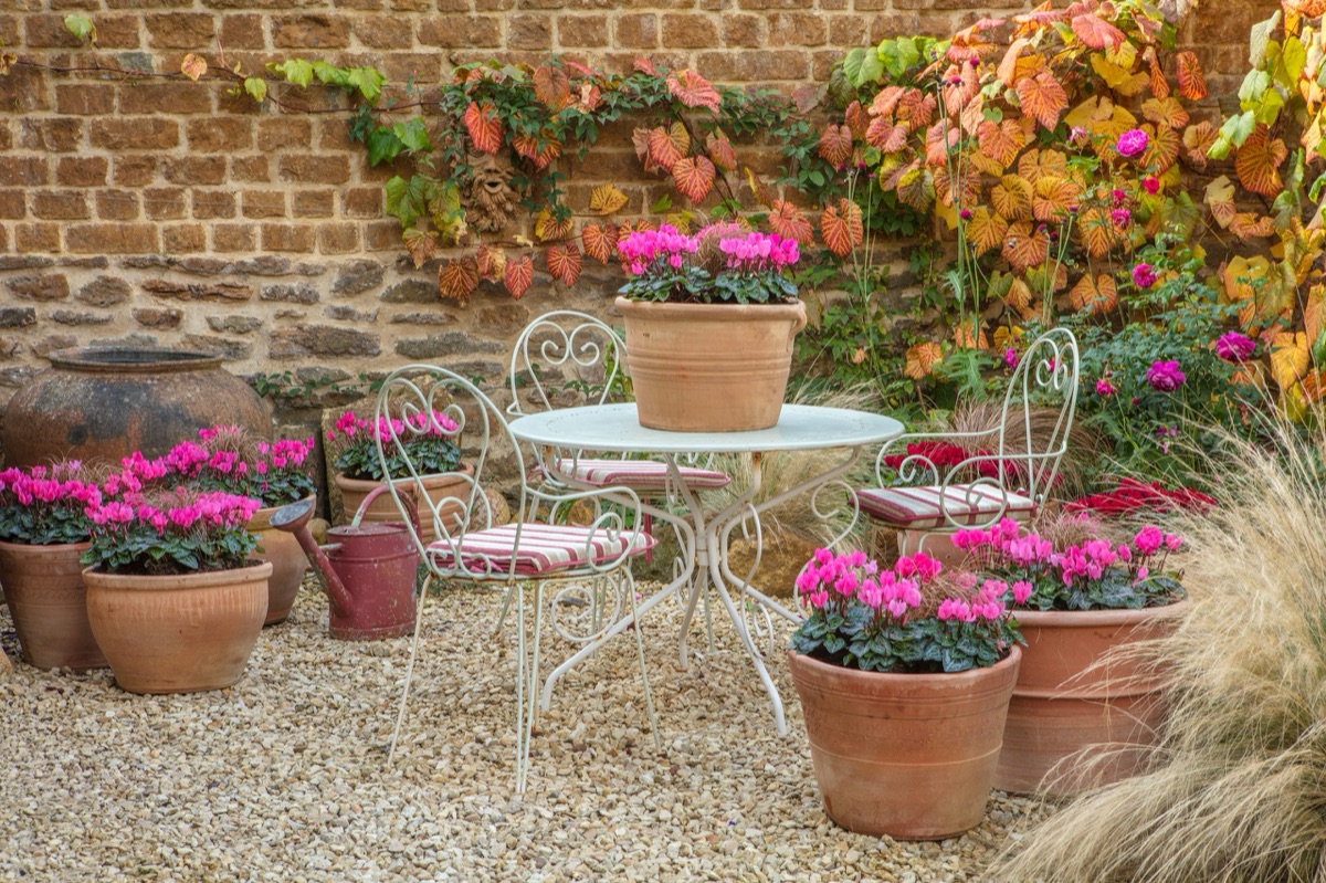 A garden terrace in autumn: pots of pink cyclamen around a white cafe table and chairs, a vine turning red on the stone wall behind