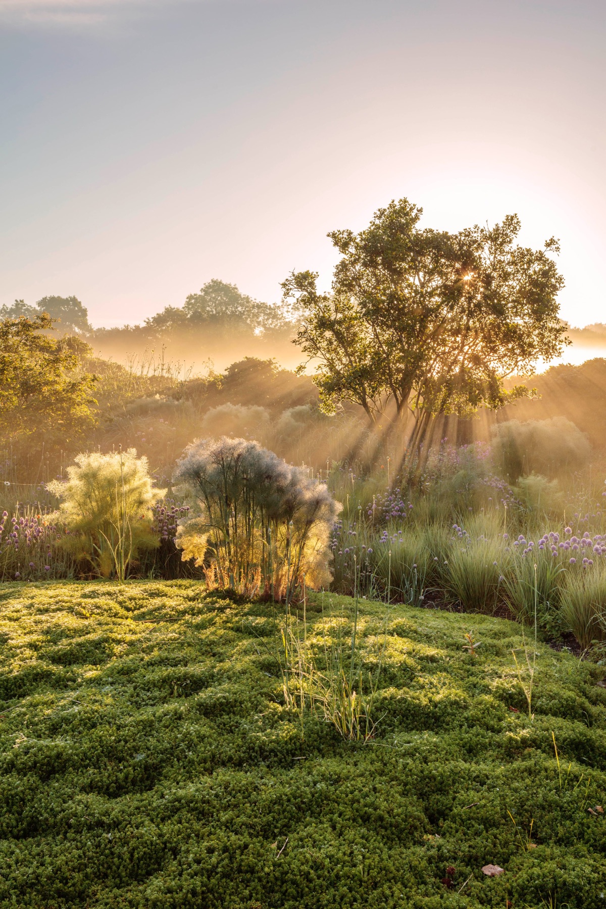 Fennel, alliums and a thyme lawn under the rising sun at Silver Street Farm, Devon