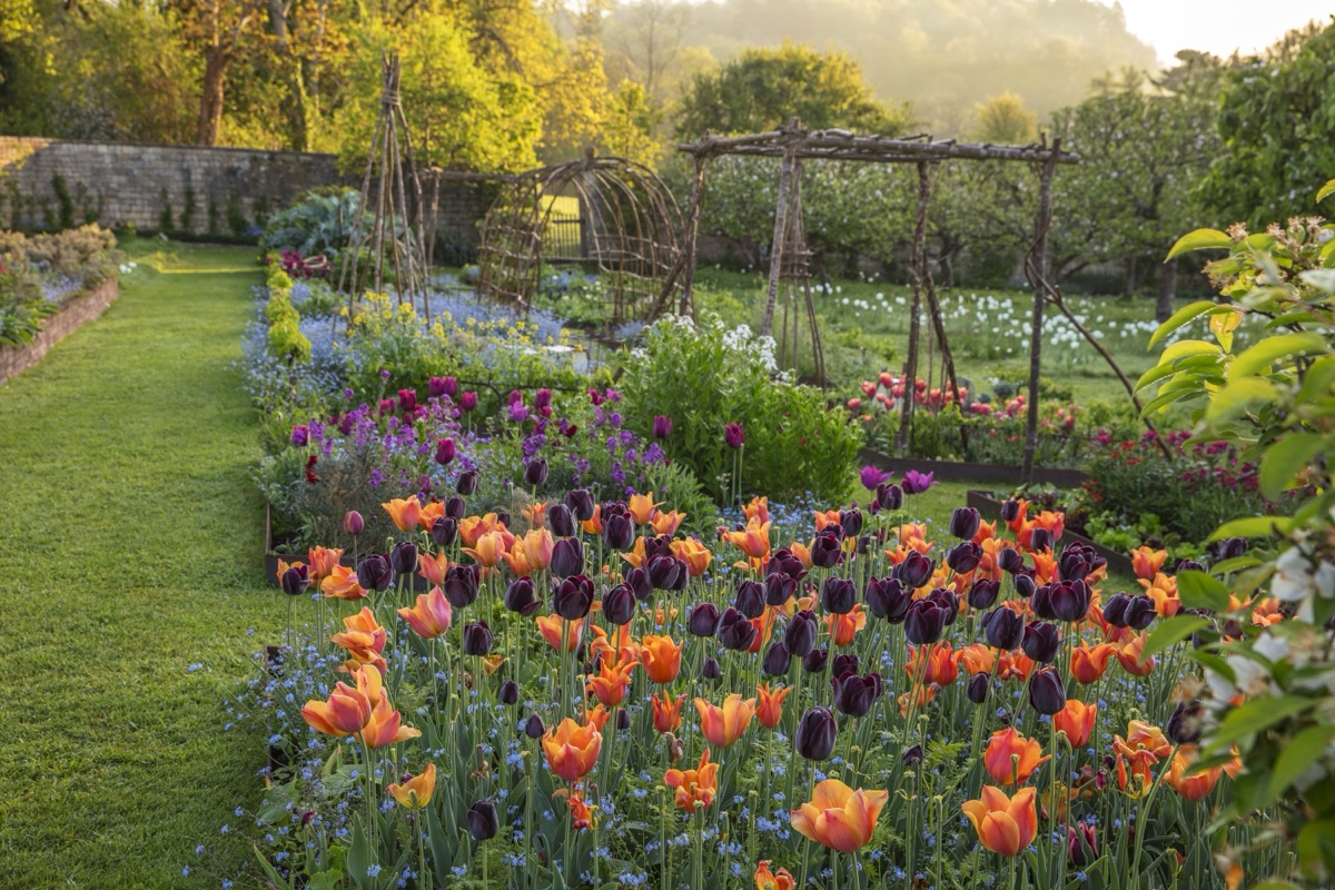 Tulips ‘Queen of Night’ and ‘Ballerina’ in the walled kitchen garden at Caisson Garden, Somerset