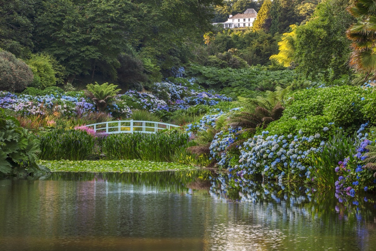 Hydrangeas in blue and pink around a pond, with tree ferns and a white bridge