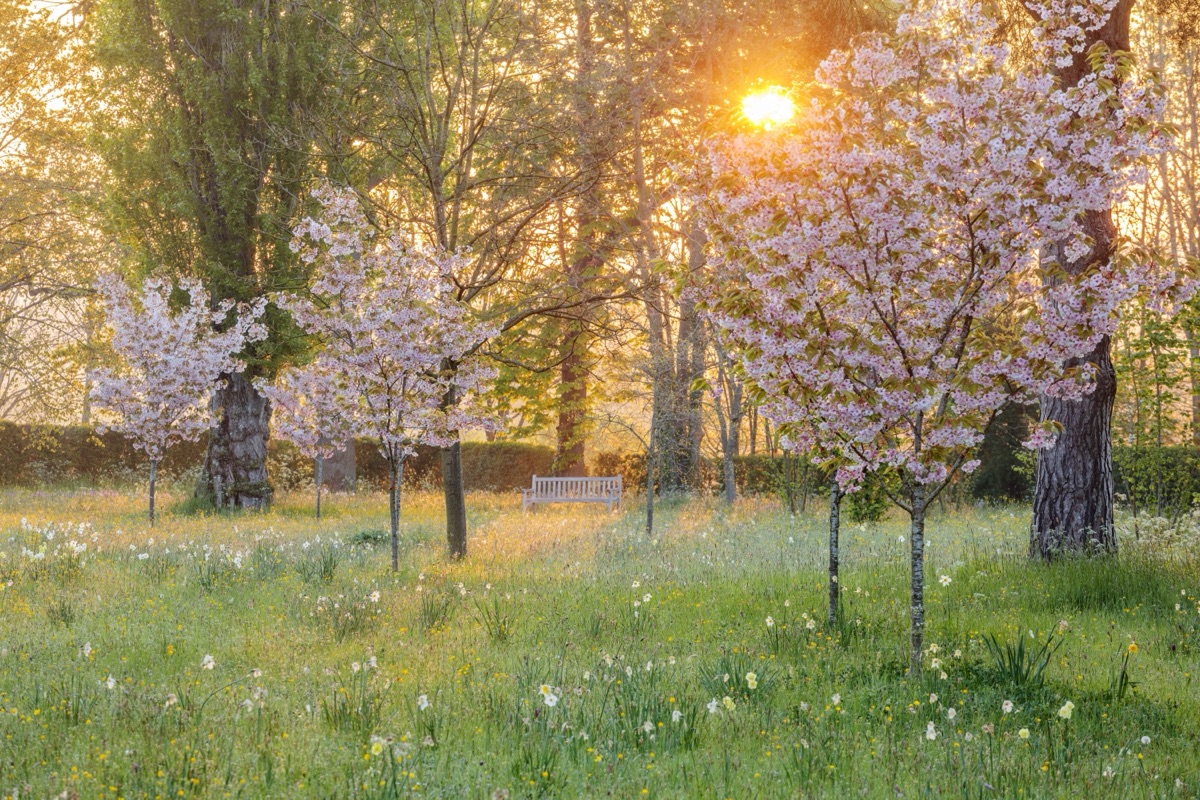 Cherry blossom in the meadow at Morton Hall, Worcestershire, at sunrise in May