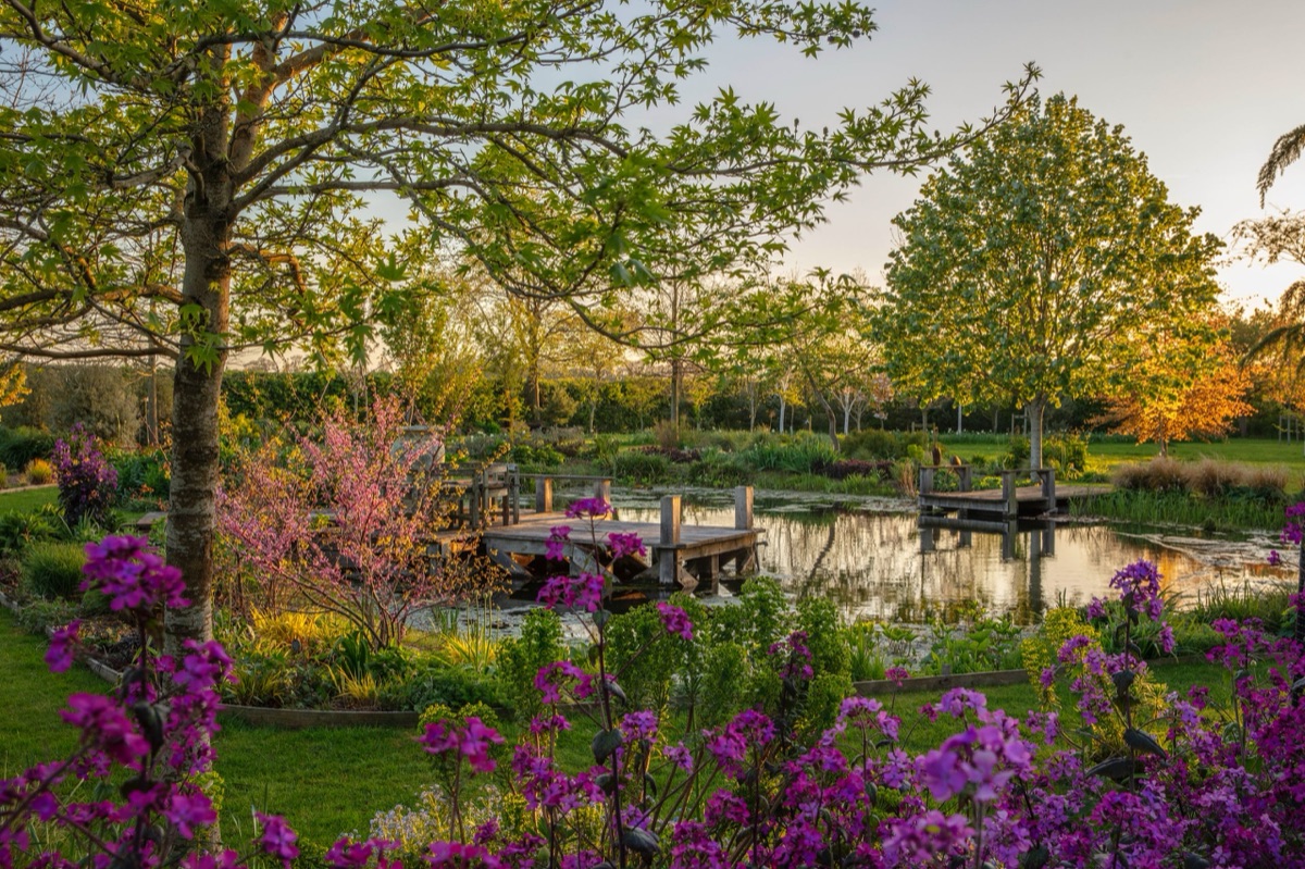 A garden in the low light of early morning