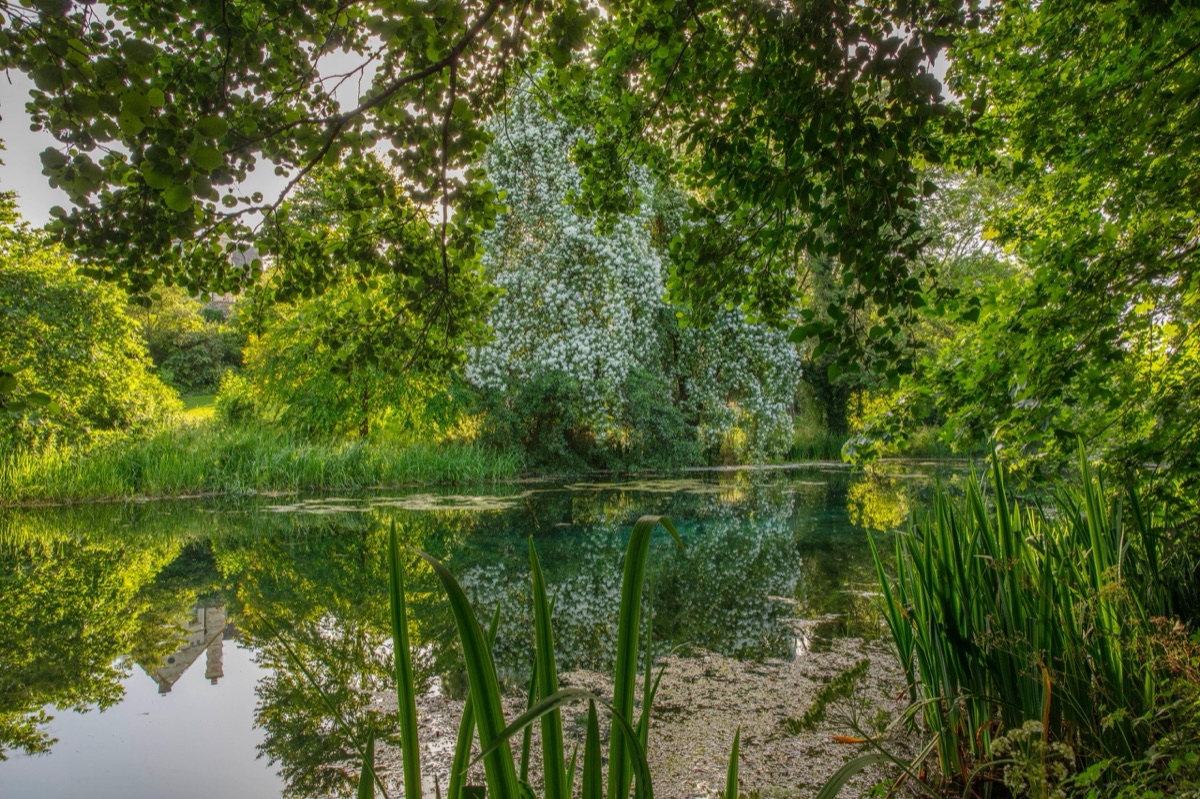 A pond in a private garden, a white-flowered tree reflected in the still water, irises along the near bank